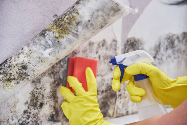 Reliable Troy Hills, NJ Mold Removal Solutions